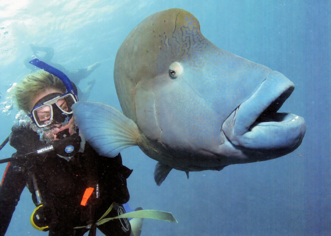 Diving alongside a Maori wrasse at the Great Barrier Reef